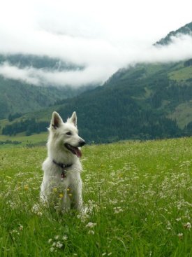 Met mijn geleidehond Baya naar Oostenrijk bij Dogwalktrail